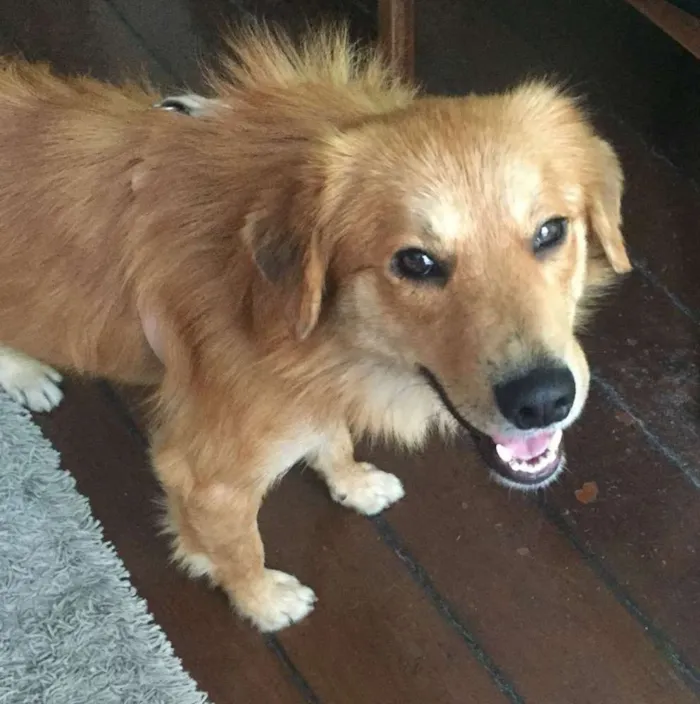 Cachorro ra a Srd idade 1 ano nome Tico