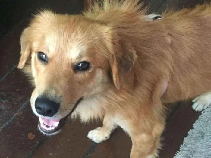 Cachorro ra a Srd idade 1 ano nome Tico