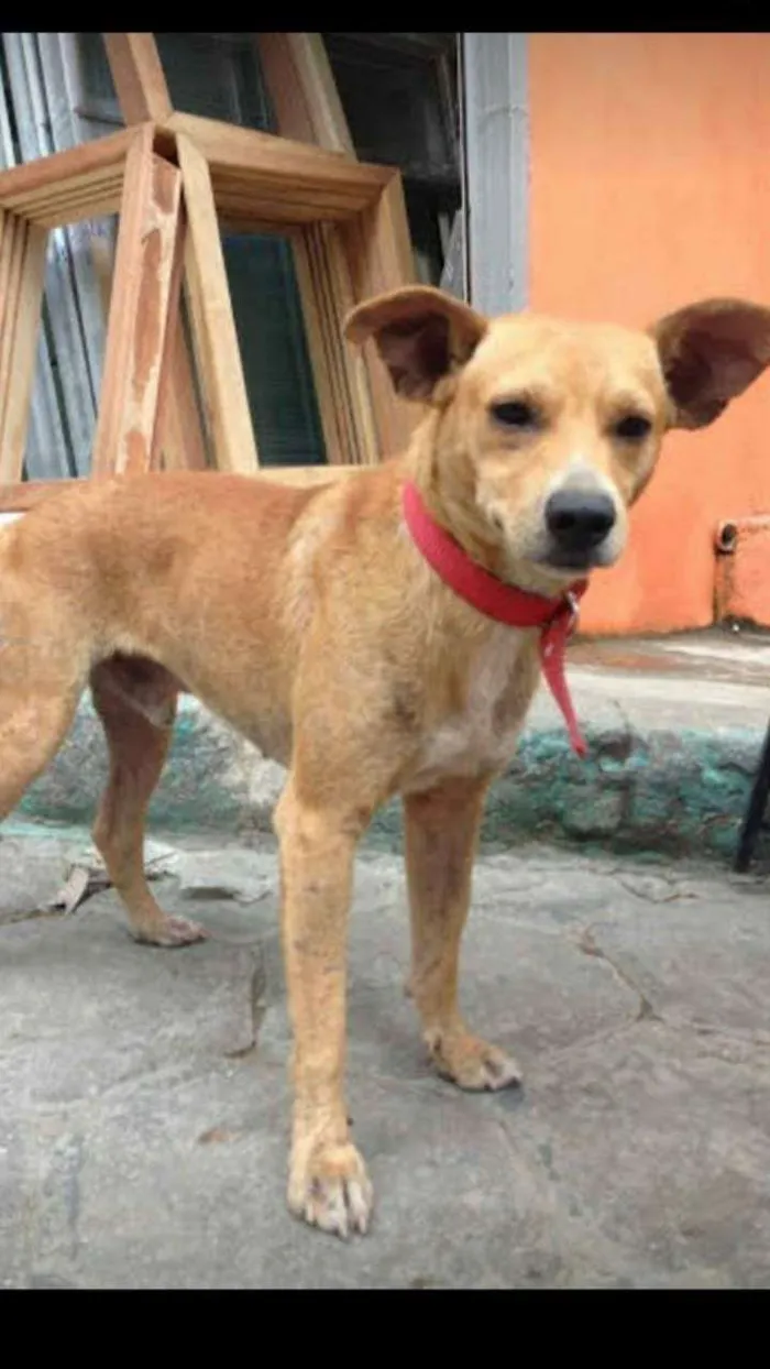 Cachorro ra a Srd idade 4 anos nome Bruno