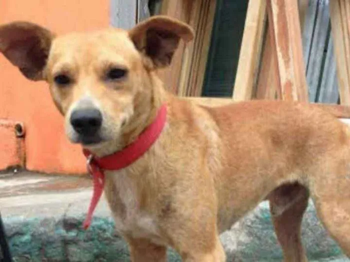 Cachorro ra a Srd idade 4 anos nome Bruno