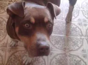 Cachorro raça Pit-Bull idade 5 anos nome Pitt