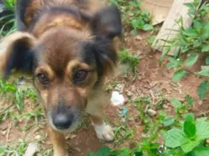 Cachorro raça SRD idade 1 ano nome Minnie