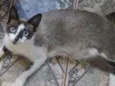 gatinhos