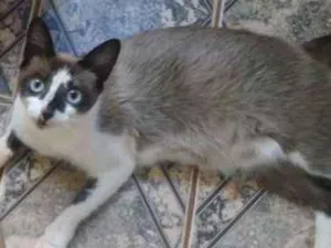 Gato raça Siames idade Abaixo de 2 meses nome gatinhos