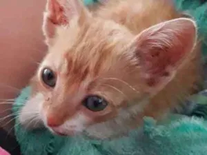 Gato raça Vira lata  idade Abaixo de 2 meses nome Simba
