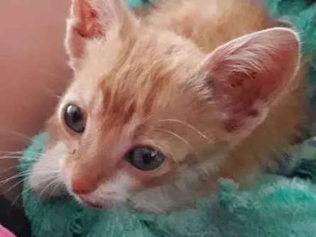 Gato ra a Vira lata  idade Abaixo de 2 meses nome Simba