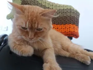 Gato raça Mestiço persa  idade 3 anos nome Goldy