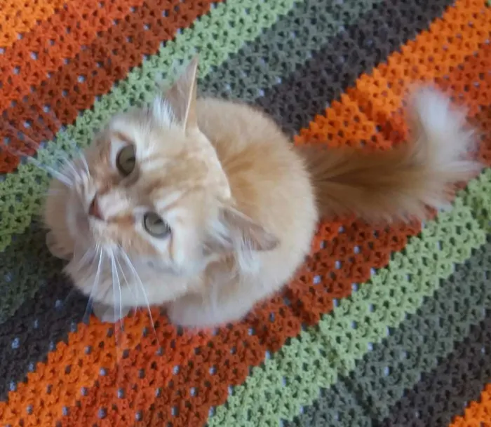 Gato ra a Mestiço persa  idade 3 anos nome Goldy