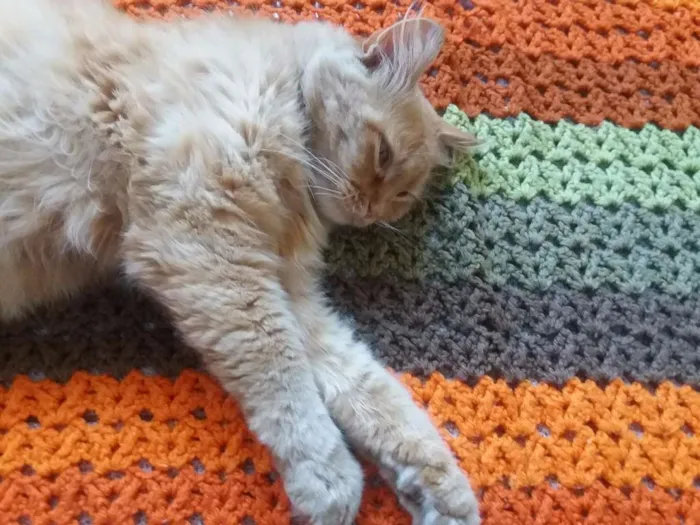 Gato ra a Mestiço persa  idade 3 anos nome Goldy