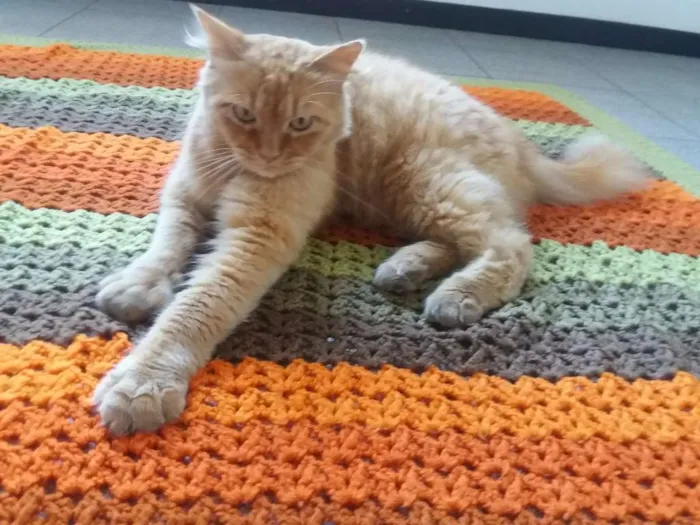 Gato ra a Mestiço persa  idade 3 anos nome Goldy