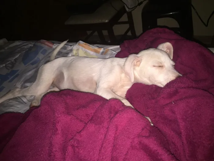 Cachorro ra a Vira-lata idade 2 a 6 meses nome Branquinha 