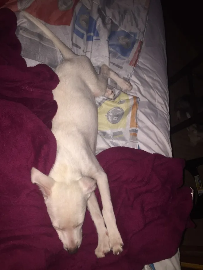 Cachorro ra a Vira-lata idade 2 a 6 meses nome Branquinha 