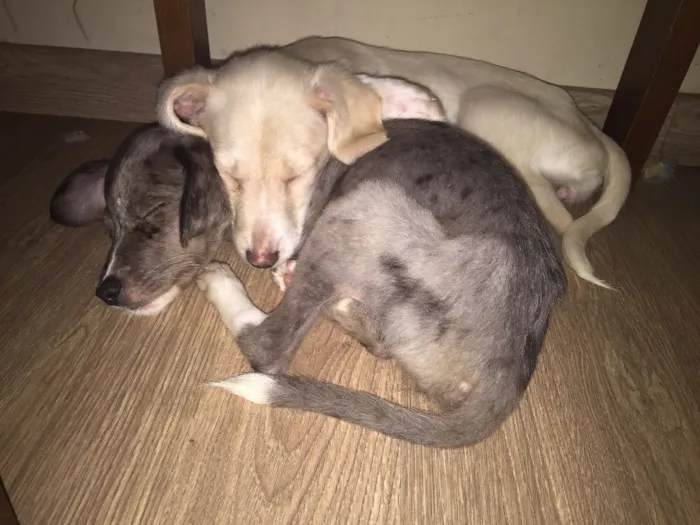 Cachorro ra a Vira-Lata idade 2 a 6 meses nome Sem nome
