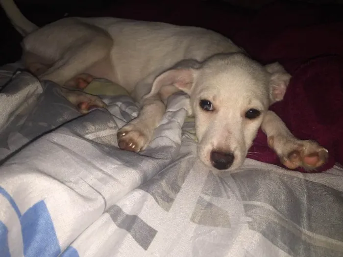 Cachorro ra a Vira-lata idade 2 a 6 meses nome Branquinha 