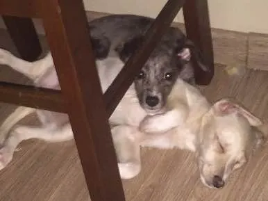Cachorro ra a Vira-Lata idade 2 a 6 meses nome Sem nome