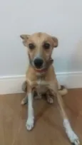 Simba