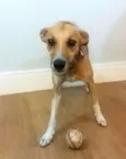 Simba