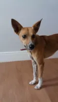 Simba