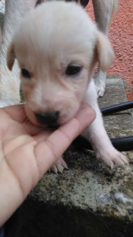 Cachorro ra a Vira lata idade Abaixo de 2 meses nome Cao vira lata