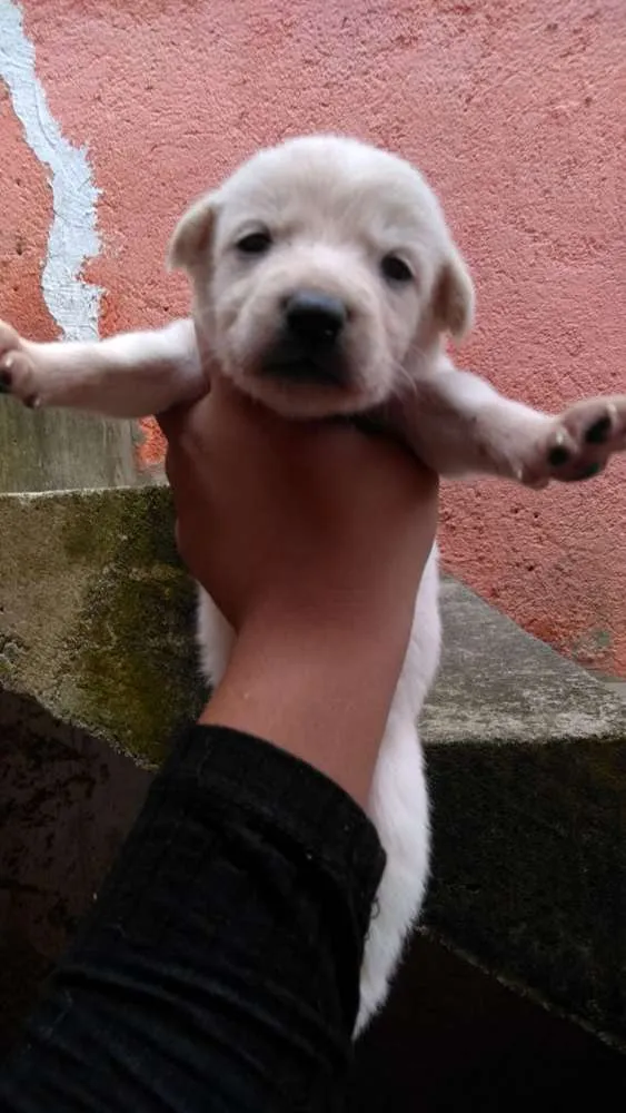 Cachorro ra a Vira lata idade Abaixo de 2 meses nome Cao vira lata
