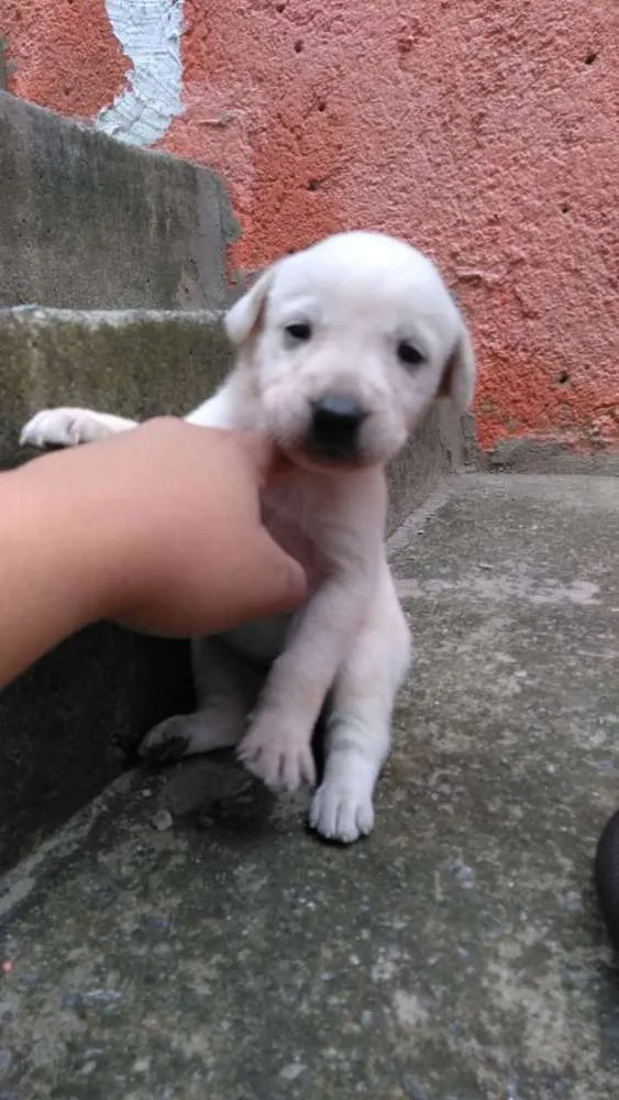 Cachorro ra a Vira lata idade Abaixo de 2 meses nome Cao vira lata