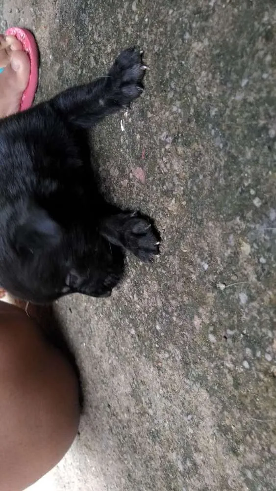 Cachorro ra a Vira lata idade Abaixo de 2 meses nome Cao vira lata