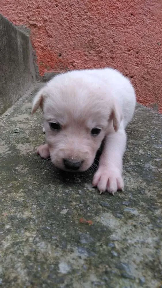 Cachorro ra a Vira lata idade Abaixo de 2 meses nome Cao vira lata