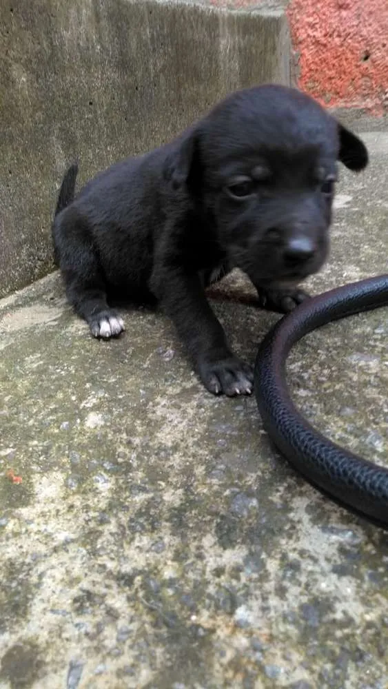 Cachorro ra a Vira lata idade Abaixo de 2 meses nome Cao vira lata