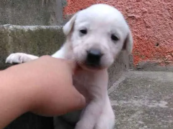 Cachorro ra a Vira lata idade Abaixo de 2 meses nome Cao vira lata