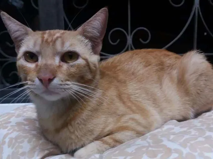 Gato ra a  idade 1 ano nome Yuri