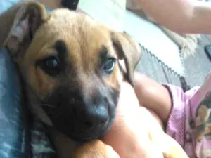 Cachorro raça Indefinida idade 2 a 6 meses nome Duck