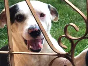 Cachorro raça SRD idade 1 ano nome Luke