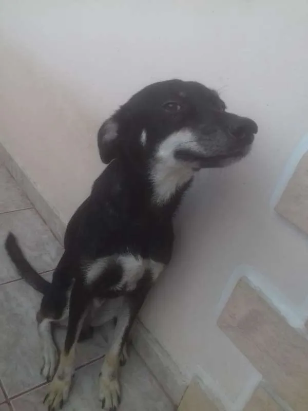 Cachorro raça Vira Lata idade 2 anos nome Bruce