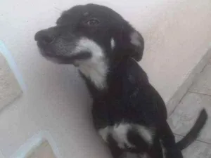 Cachorro raça Vira Lata idade 2 anos nome Bruce