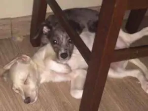 Cachorro raça Vira-Lata idade 2 a 6 meses nome Sem nome