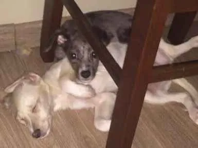 Cachorro ra a Vira-Lata idade 2 a 6 meses nome Sem nome