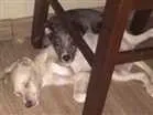 Cachorro raça Vira-Lata idade 2 a 6 meses nome Sem nome