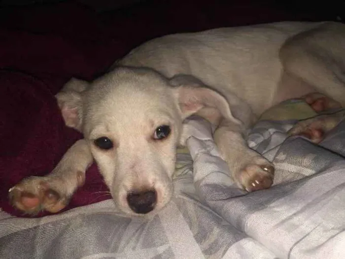 Cachorro ra a Vira-lata idade 2 a 6 meses nome Branquinha 