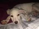 Cachorro raça Vira-lata idade 2 a 6 meses nome Branquinha 