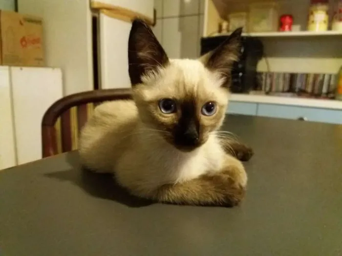 Gato ra a Mestiço siamês idade 2 a 6 meses nome  Não tem nome ainda