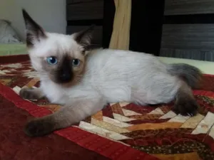 Gato raça Mestiço siamês idade 2 a 6 meses nome  Não tem nome ainda