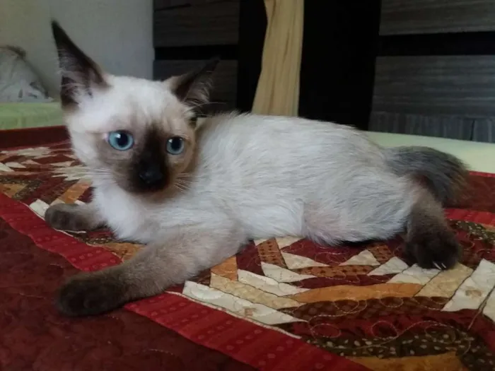 Gato ra a Mestiço siamês idade 2 a 6 meses nome  Não tem nome ainda