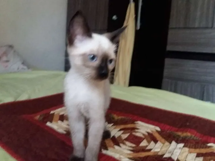 Gato ra a Mestiço siamês idade 2 a 6 meses nome  Não tem nome ainda