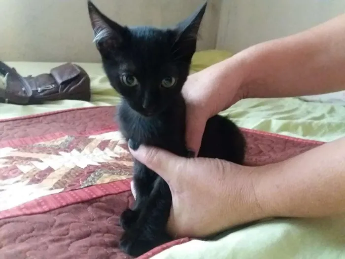 Gato ra a Mestiço siamês idade 2 a 6 meses nome  Não tem nome ainda