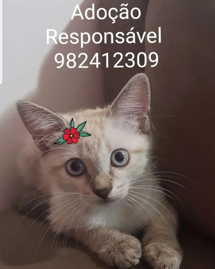 Gato ra a Linda Tigrinha idade Abaixo de 2 meses nome Tigrinha