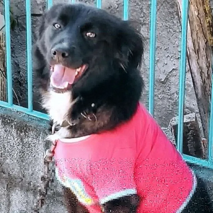 Cachorro ra a SRD idade 2 anos nome Snoopy