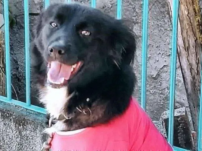 Cachorro ra a SRD idade 2 anos nome Snoopy