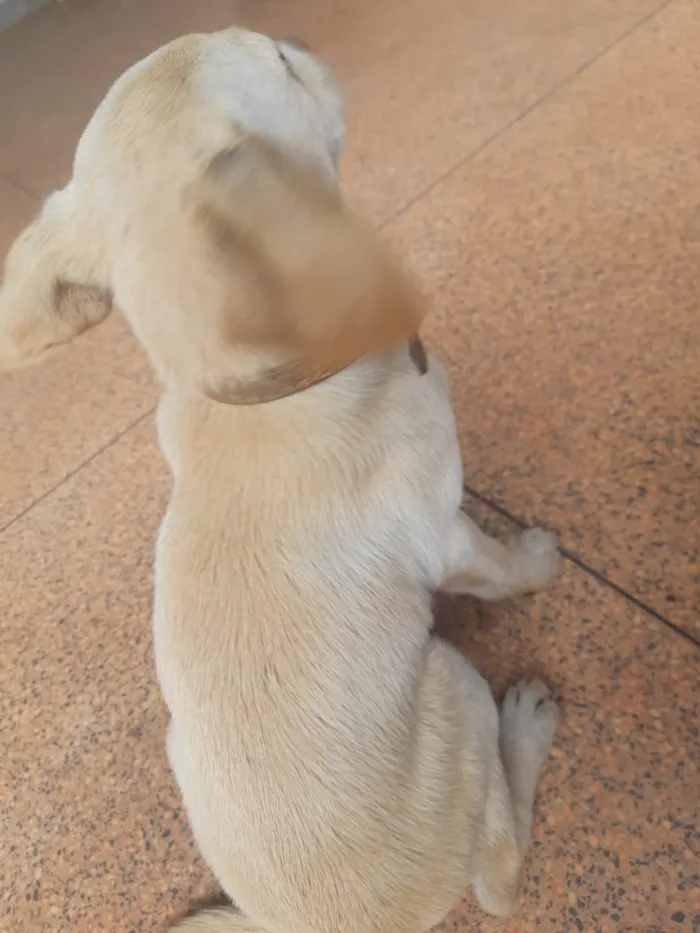 Cachorro ra a Viralata idade 2 a 6 meses nome Bianca