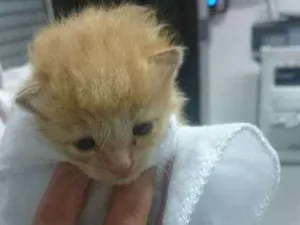 Gato raça RND  idade Abaixo de 2 meses nome Jim Morrison 