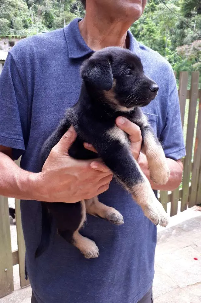 Cachorro ra a SRD idade Abaixo de 2 meses nome Princesa